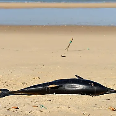 France faces pressure to protect dolphins as thousands 'killed by trawlers' yearly