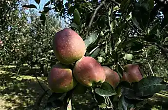Η κρίση του Κασμίρ αφήνει να κερδίσουν κερδοφόρα οπωροφόρα δέντρα μήλων