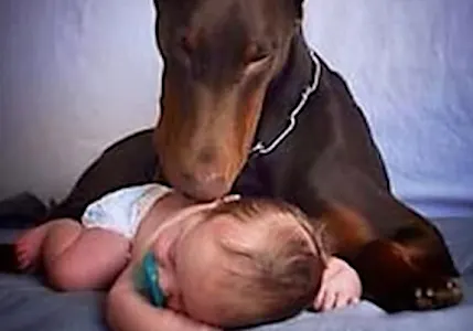 [Photos] Mom Left Him Alone with Dog for Seconds, Then This Happened