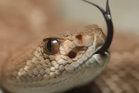 Oklahoma Man Arrested In Stolen Car With Rattlesnake, Uranium And More, Authorities Say