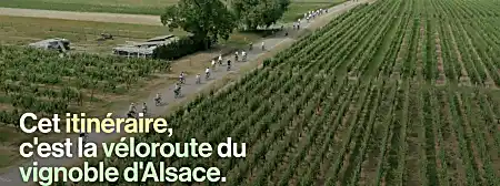 VIDEO. Une véloroute au cœur des vignes d'Alsace