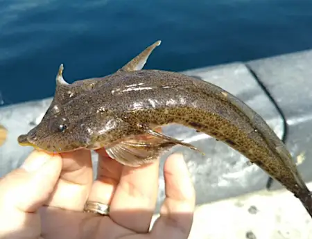 キス釣り定番ゲスト『メゴチ』の生態 よく似た『ヤリヌメリ』にご用心？
