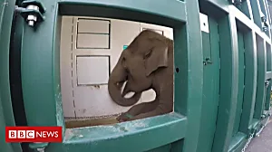 How do zoo elephants move home?
