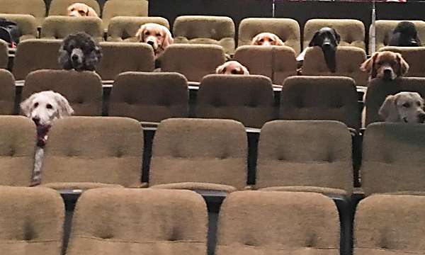 A crew of Canadian service dogs watched a live musical as part of their training