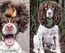 Dog with rock star hair has earned all of his 12K followers Dog with rock star hair has earned all of his 12K followers