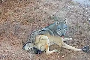 [Pics] The Wild Wolf's Reaction To The Man Who Rescued Him From A Trap Is Priceless