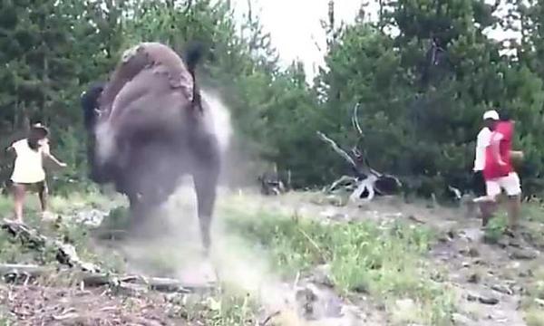A bison charged a 9-year-old girl in Yellowstone National Park and injured her, video shows