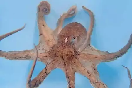 Τα χταπόδια έχουν ένα αγαπημένο πλοκάμι που το χρησιμοποιούν κυρίως για σεξ, αποκαλύπτει μελέτη