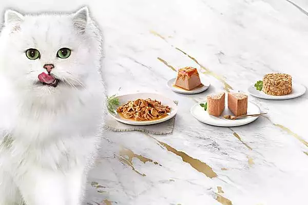 Découvrez une sélection irrésistible d'aliments Gourmet pour chats