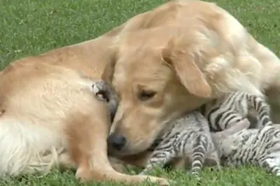 Una perra crió a tres cachorros de tigre, pero años después ocurrió algo extraño Una perra crió a tres cachorros de tigre, pero años después ocurrió algo extraño