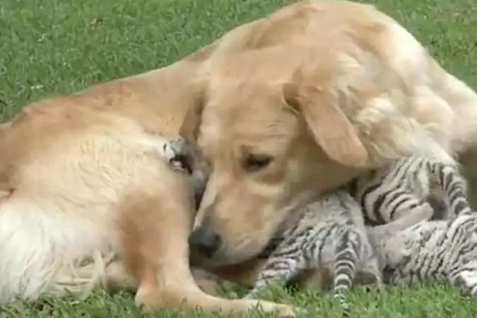 Una perra crió a tres cachorros de tigre, pero años después ocurrió algo extraño