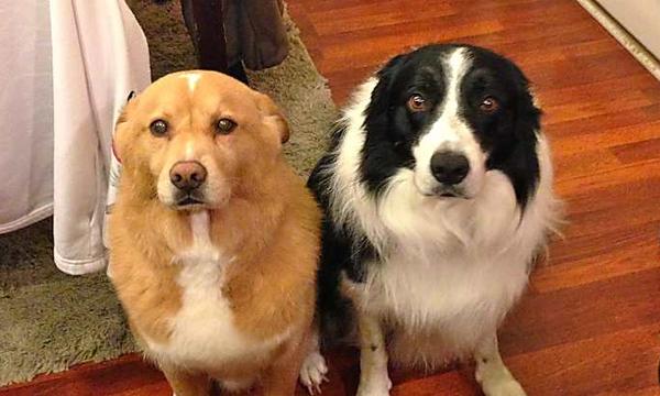 Hilarious Guilty Dogs Caught Red Handed