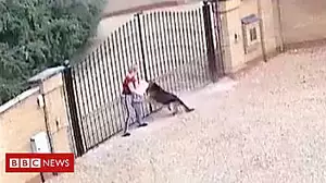 CCTV shows YouTube star's dog attacking woman