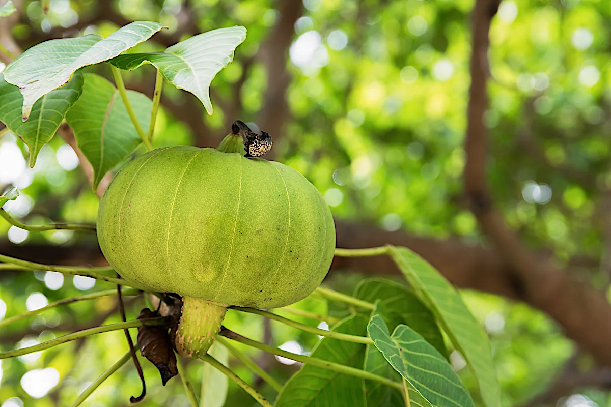 Dal Chicozapote all'Albero Dinamite. Scopri le nuove specie che stiamo piantando