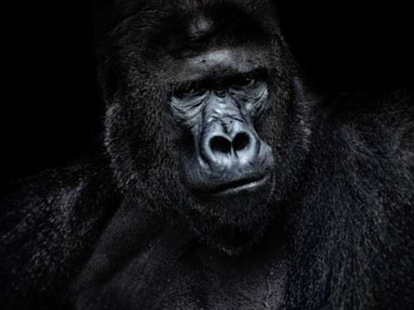 9割のバーコード頭の男性が実感！副作用なしの天然成分が話題、毎日のシュシュで20代のフサ髪に