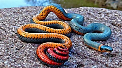 [Photos] The Deadliest Snakes Ever Found On The Planet