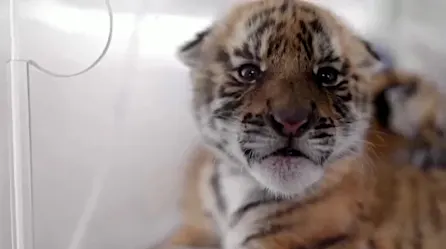 En China buscan nombres para tigres bebé | Video