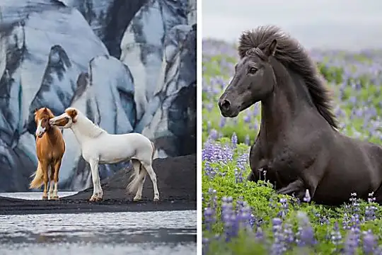 40 Photographs Featuring Horses in the Breathtaking Scenery of Iceland