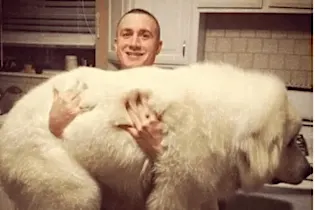 Big Dogs Forgot That They Weren't Small And It's Hilarious