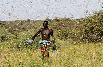 Billions of locusts swarm through East Africa after year of extreme weather