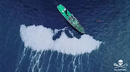 Miles de peces muertos formaron una enorme mancha blanca en el océano