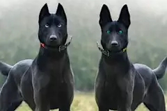 Most Dangerous Breeds Ranked In Order