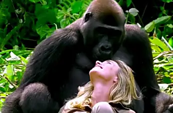[Pics] Husband Introduces Wife To The Wild Gorilla He Raised, But A Minute Later This Happens