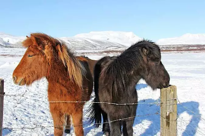 [Fotos] Estas cosas se consideran normales en Islandia - Ver listado