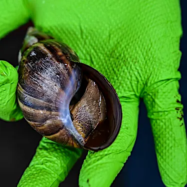 Florida hurries to catch fast-spreading snail invasion