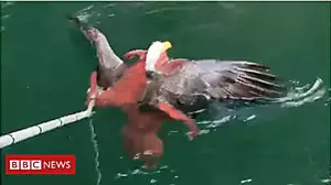 Eagle attacks octopus, probably regrets it