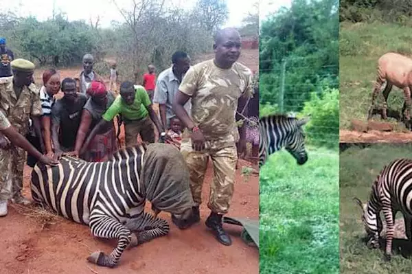 Zebra gives birth to "Zonkey" after mating with a donkey (photos)