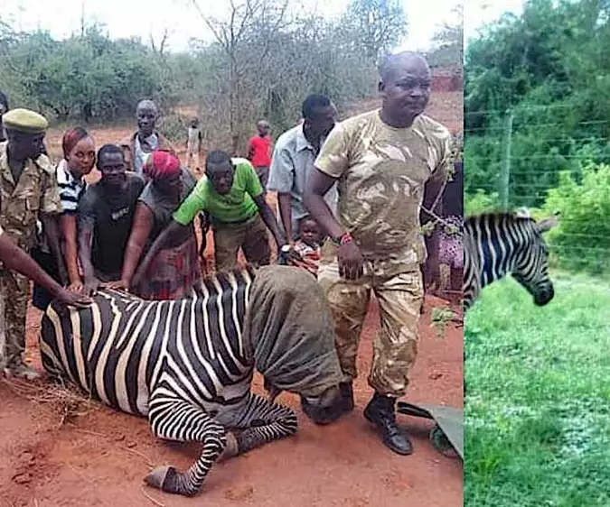 Zebra gives birth to "Zonkey" after mating with a donkey (photos)