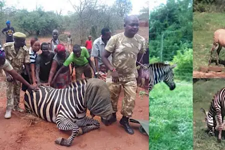 Zebra gives birth to "Zonkey" after mating with a donkey (photos)