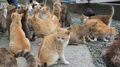 猫が来ないようにする裏ワザ！簡単な方法で猫がいなくなる！