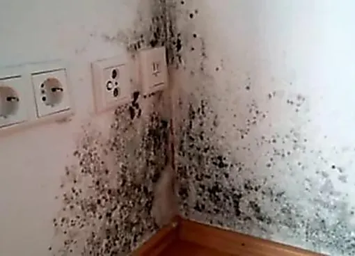 The Easiest Ways To Get Rid Of House Mold - This May Surprise You!