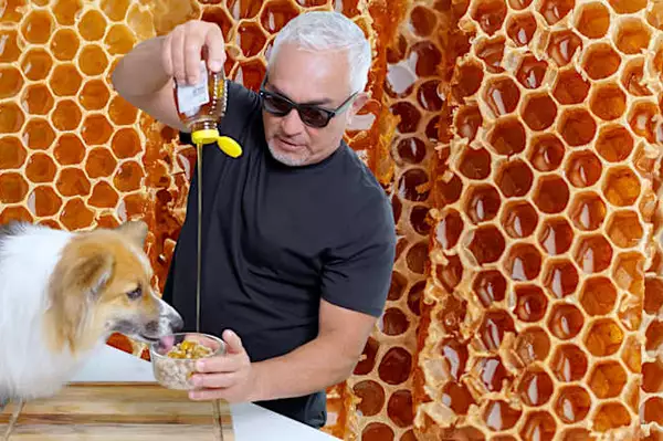 Cesar Millan Reveals What Honey Does to Your Aging Dog