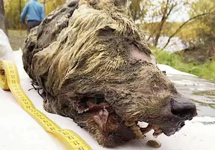 Giant 40,000 Year Old Wolf Head Found in Siberia Due to Climate Change