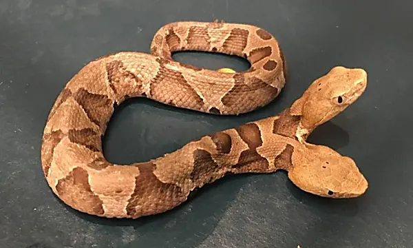 A rare two-headed copperhead discovered in Virginia