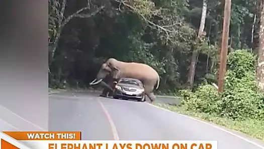 Elefante vs. auto: la escena que se vivió en Tailandia