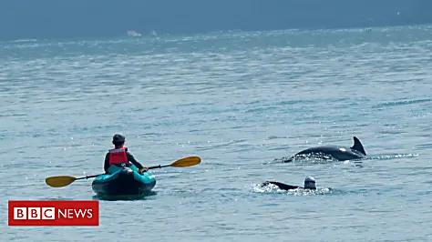'Don't swim with wild dolphins' warning