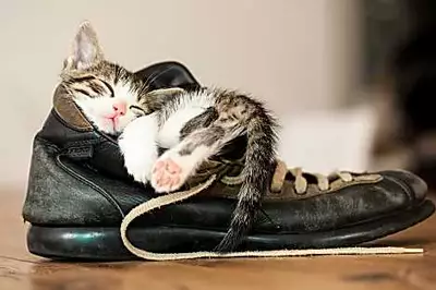 Discover the Best Cat Footwear with Yahoo