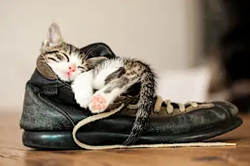 Discover the Best Cat Footwear with Yahoo