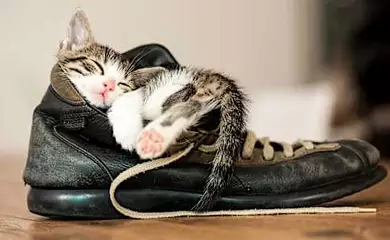 Discover the Best Cat Footwear with Yahoo