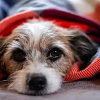 How To Keep An Old Dog Happy