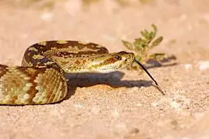 Top US States With The Most Snakes