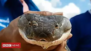 Giant king cobra caught in Thai sewer
