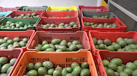 EE.UU. suspende importación de aguacate de México tras la amenaza a un funcionario | Video