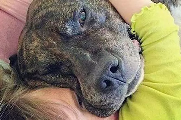 Dog licks arent kisses. Heres what your dog really means when it licks you.