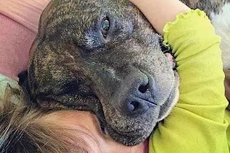 Dog licks arent kisses. Heres what your dog really means when it licks you.