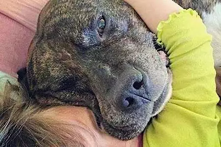 Dog licks arent kisses. Heres what your dog really means when it licks you.